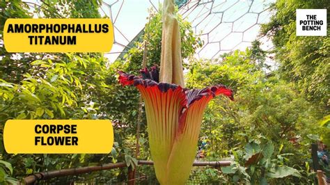 Corpse Flower | Amorphophallus titanum | Titan arum blooming - YouTube