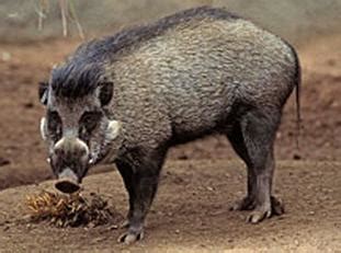 Go Philippines: Visayan Warty Pig: Critically Endangered Species of Pig