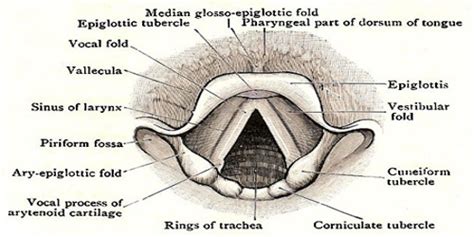 Vocal Folds - Assignment Point