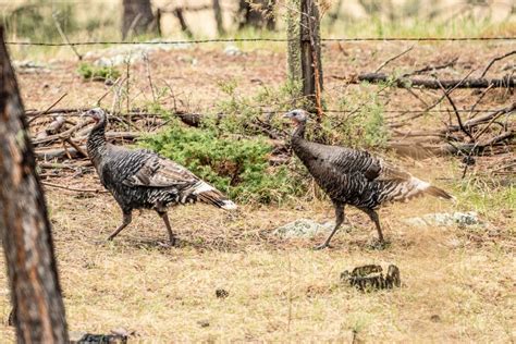 Understanding Turkey Behavior Patterns | onX Hunt