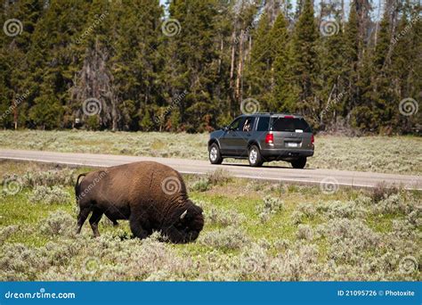 Bisonte de Yellowstone foto de stock. Imagem de amarelona - 21095726