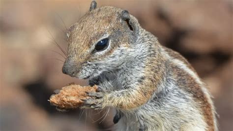 Squirrel repellent ideas for your garden | Critter Stop