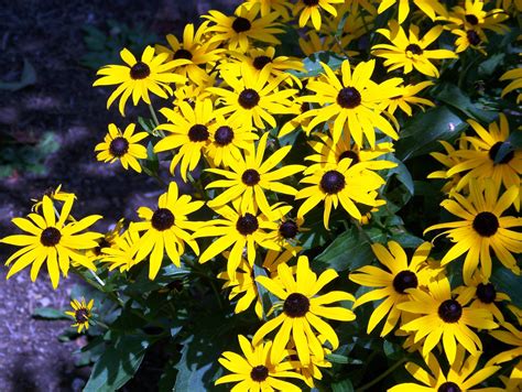 Black-eyed Susans Free Stock Photo - Public Domain Pictures