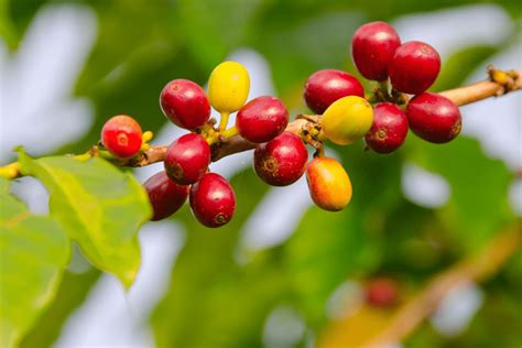 Best Kona Coffee Farms: Tours & Cafes on the Big Island HI