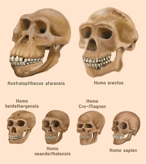 Human evolution skulls by amircea | Human evolution, Prehistory, Evolution