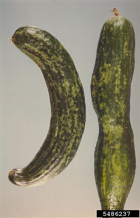 cucumber mosaic virus (CMV) (Cucumovirus Cucumber mosaic virus (CMV))