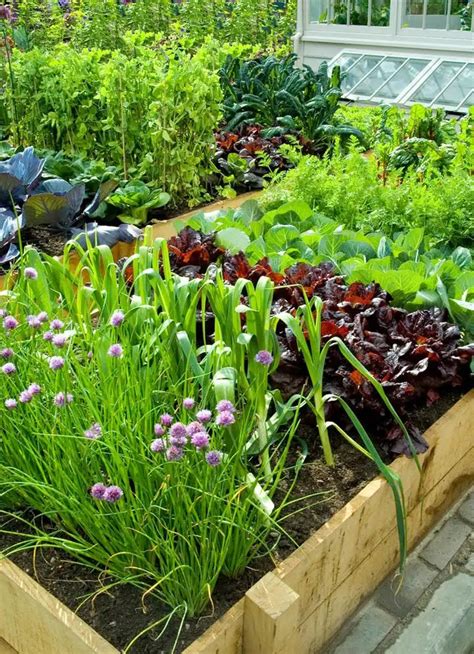 18 Perennial Veggies You Can Plant Once and Harvest For Years | Home ...