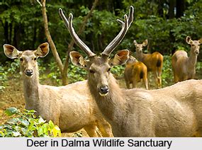 Dalma Wildlife Sanctuary, Jamshedpur