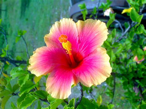 Yellow-pink Gumamela flower | Check more at the Himantayon s… | Flickr