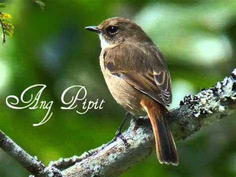 Ang Pipit (Filipino Folk Song) - YouTube