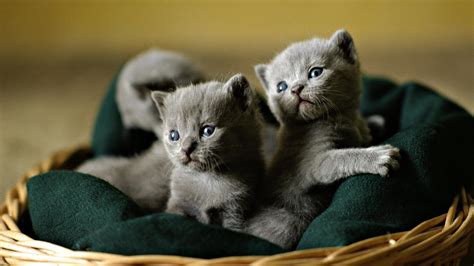 Grey Kittens HD desktop wallpaper : Widescreen : High Definition : Fullscreen