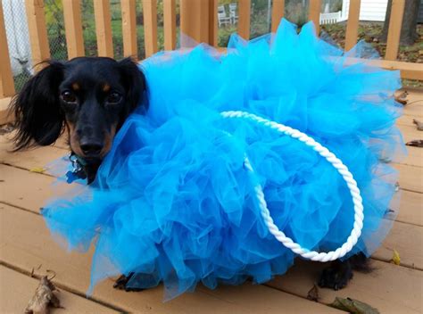 25 Adorable DIY Dog Costumes for Halloween