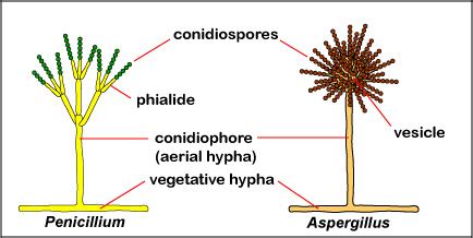 BIOL 230 Lab Manual: Fungal Conidiospores