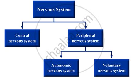 Parts Of Nervous System Flow Chart