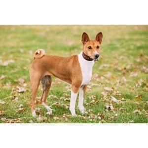 Basenji Rescue and Transport | Trending Breeds