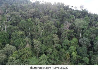 Tropical Rainforest Heritage Sumatra Represent Most Stock Photo 1898186920 | Shutterstock