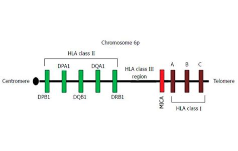 Capitabio HLA Typing Kits, Human Leukocyte Antigen Test, HLA Typing ...