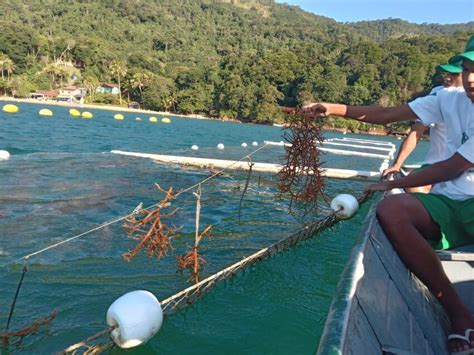 Kappaphycus alvarezii production in Angra dos Reis (RJ), Brazil ...