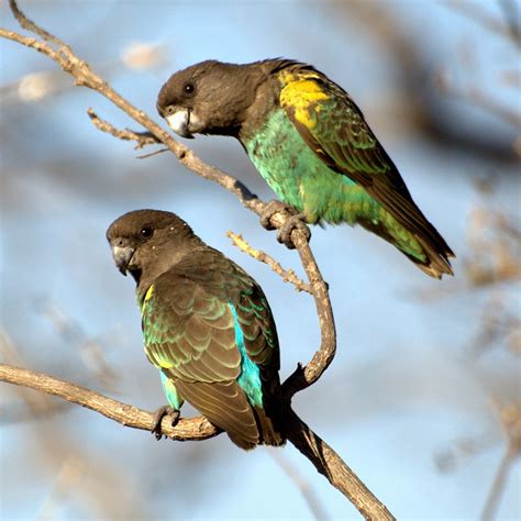 Meyer’s Parrot Care Guide: Personality, Behavior, Lifespan and More