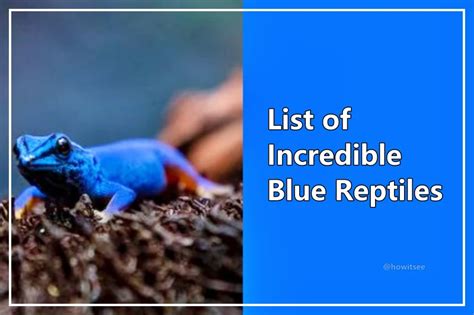 Are There Any Blue Reptiles? List of 15 Incredible Blue Reptiles