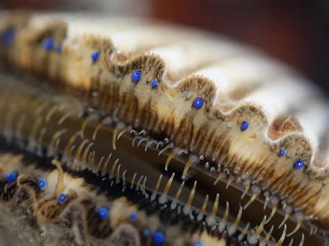 What Scallops' Many Eyes Can Teach Us About the Evolution of Vision ...