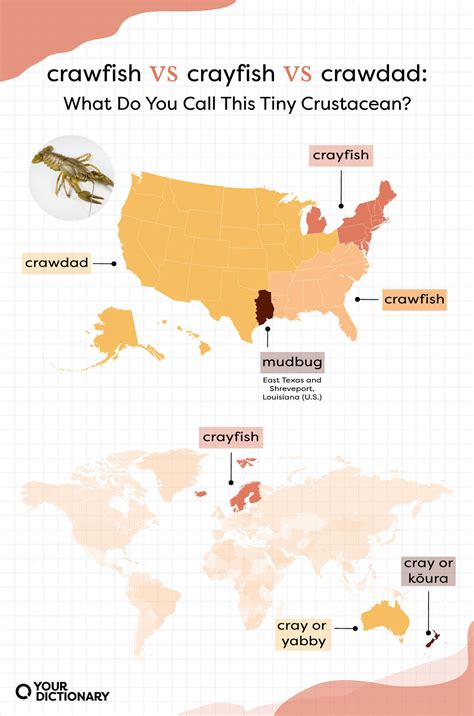 “Crayfish” vs. “Crawfish” vs. “Crawdad”: What’s the Difference? | YourDictionary