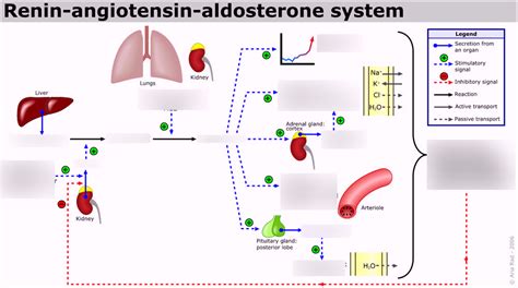 ACE-inhibitors and ARBs Diagram | Quizlet