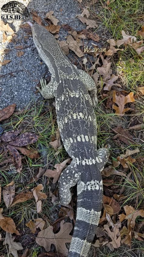 Waran on the loose! : r/MonitorLizards