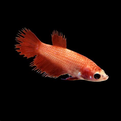 Red Female Crowntail Betta Fish | Petco