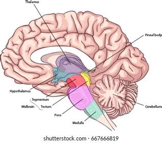 Brain Stem Diagram