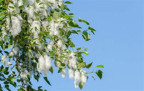 Growing Cottonwood Trees: Cottonwood Tree Care and Landscaping Advantages