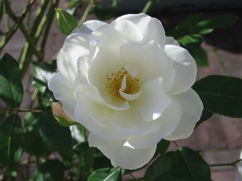 File:White flower rose.jpg - Wikimedia Commons