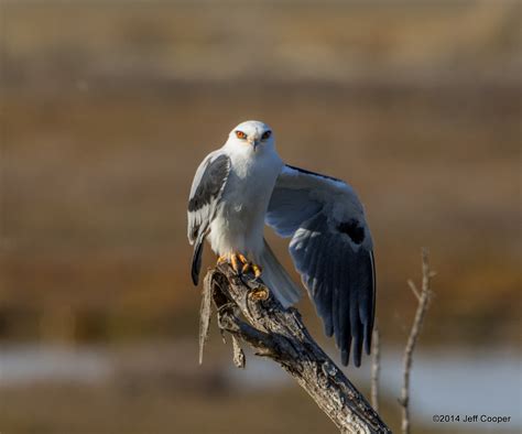 NeoVista Birds and Wildlife: White-tailed Kite Preening and Kiting