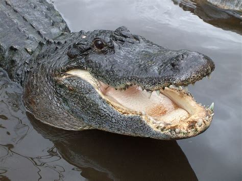 Alligator bites off Florida Jewish swimmer's arm | The Times of Israel