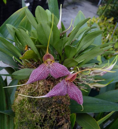 Masdevallia Orchids in the Greenhouse | Denver Botanic Gardens