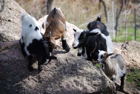 About Fainting Goats - Furry Tail Farm-Registered MSFGA Mini Silky ...