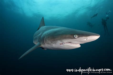 The Oceanic Blacktip Sharks of the Protea Banks | Indopacificimages