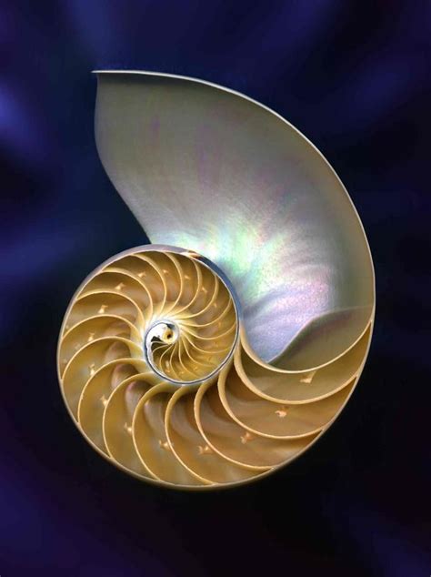 Schelp fibonacci | Seashells photography, Sea shells, Golden ratio art