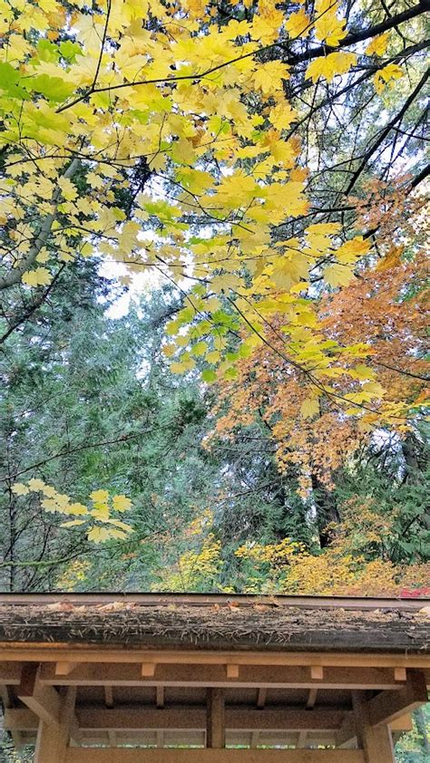 Fall at the Portland Japanese Garden - Pechluck's Food Adventures