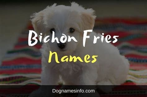 301+ Lovable Perfect Bichon Frise Names For Dogs 2022