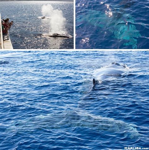 INSANE Maui whale watch! Mind-Blowing!