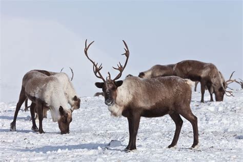 Arctic Caribou | Caribou, Caribou hunting, North american animals