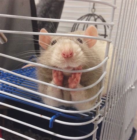 24 Cool Images of Rats That Show Why Every Animal-Loving Geek Should Have One - TechEBlog