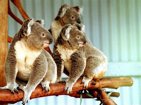 Koalas in Gunnedah | NSW Holidays & Accommodation, Things to Do, Attractions and Events