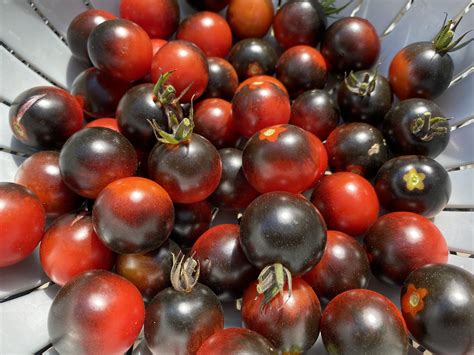 “Black Cherry” tomatoes we’ve grown this year. : r/gardening