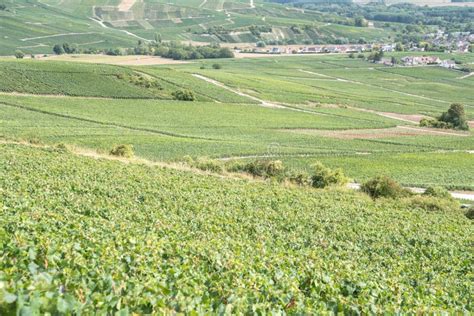 Champagne Vineyards, France Stock Image - Image of heritage, landscape ...