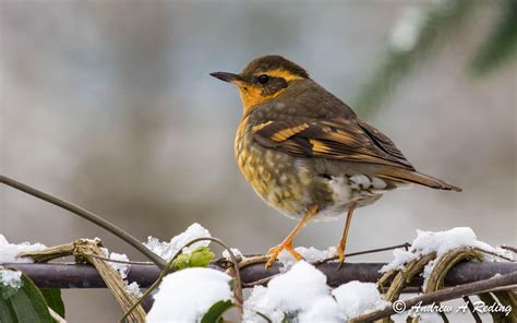 Varied Thrush | Audubon Field Guide