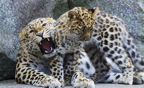 Two Incredibly Cute Leopard Cubs Were Just Born In England - Goodnet