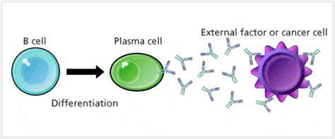 Antibody- Structure, Classes and Functions