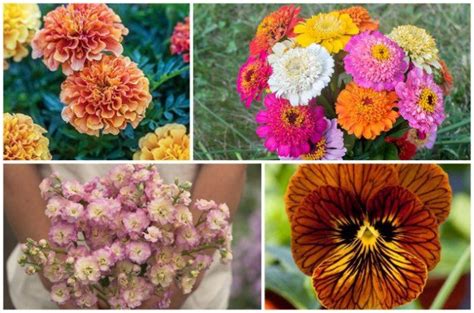 5 New Flower Seeds for 2017 | Flower Gardening | Growing Seeds